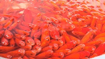 Thị trường cá chép sôi động ngày ông Công, ông Táo