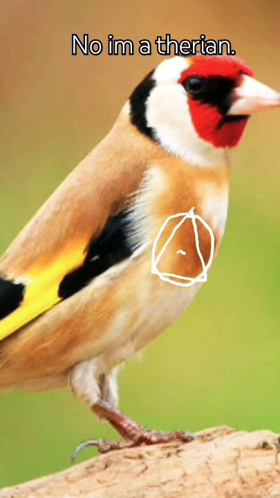 .#vent #music #sad #therian #raccon #qaudrobics #theriangear #cat #quads #dog #song  #fursuit