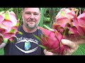 8 Tips How to Get MORE Dragon Fruit Pitaya