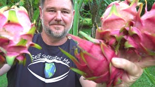 8 Tips How to Get MORE Dragon Fruit Pitaya