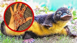 The 8 Most Dangerous Small Animals😱😱😱