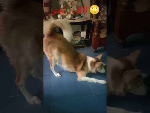 The Dog Went Crazy Shorts Explore Cat Pets Dog Cute Meme