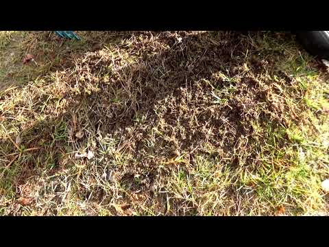 Wideo: Wiśniowy Robak Fajkowy - żarłoczny Szkodnik