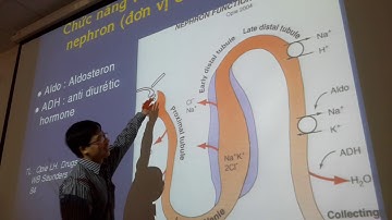 Thuốc lợi tiểu 1   C  Hạnh DHY PNT