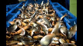 Яжелбицкий рыбхоз