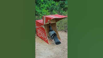 Effective pigeon trap technique #shortsviral #shortvideo #ytshorts
