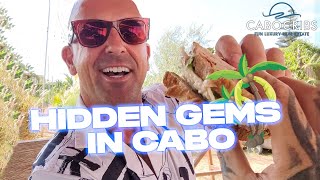 You Don&#39;t Want To Miss Out On These Spots In Cabo San Lucas, Mexico