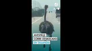 Avestruz en fuga corre desbocado por una autopista tailandesa