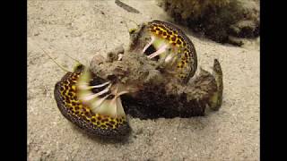 Devil Scorpion Fish and Red Sea Walkman, stone fish and scorpion fish