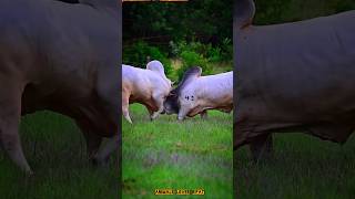 লড়াকু গরু 💯💥🐂#cow #animals #shorts #viral #foryou #2026