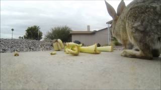rabbitcam