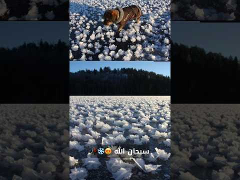 الزهرة الثلجية ثلج صقيع ورد طقس