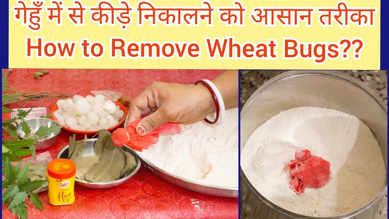 गेहुँ के आटे को कीड़े से बचाने के लिए ये तरीका अपनाएँ।Preserve Wheat