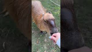 หมามะพร้าวหลุดจากกรง #capybara #กะปิปลาร้า