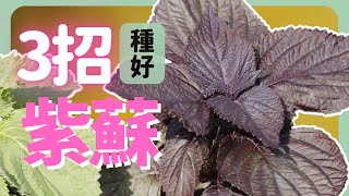 一不小心就紫蘇自由了種好紫蘇的3個重點| How to grow Purple Perilla |《葛斯怎麼種》57