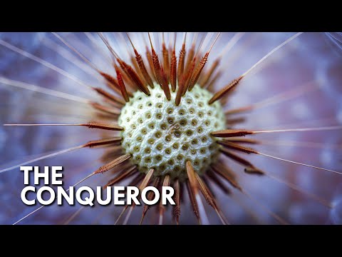 Video: What Plants Does Dandelion Belong To?