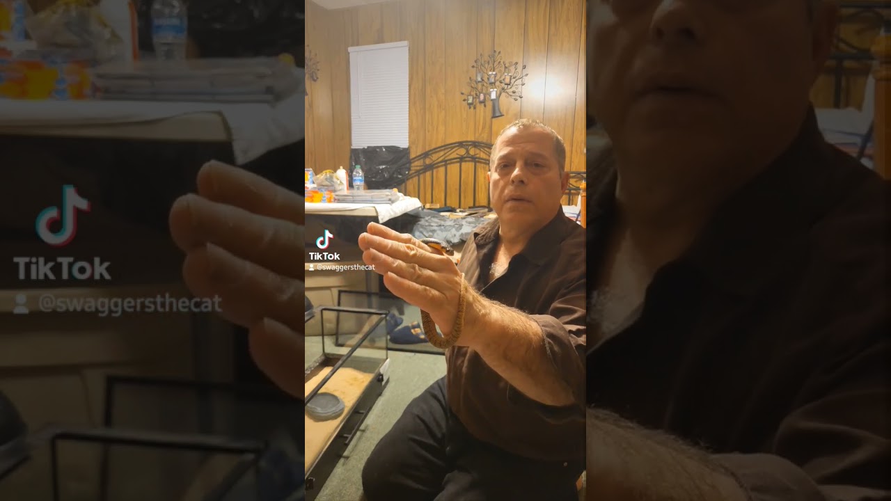 My baby Angolan Coral Cobra is a sweetheart ❤️ 