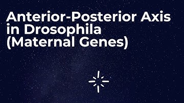 Anterior-Posterior Axis formation in Drosophila|| CSIR NET|| GATE|| ICMR