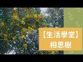 【生活學堂】相思樹/簡錦玲老師