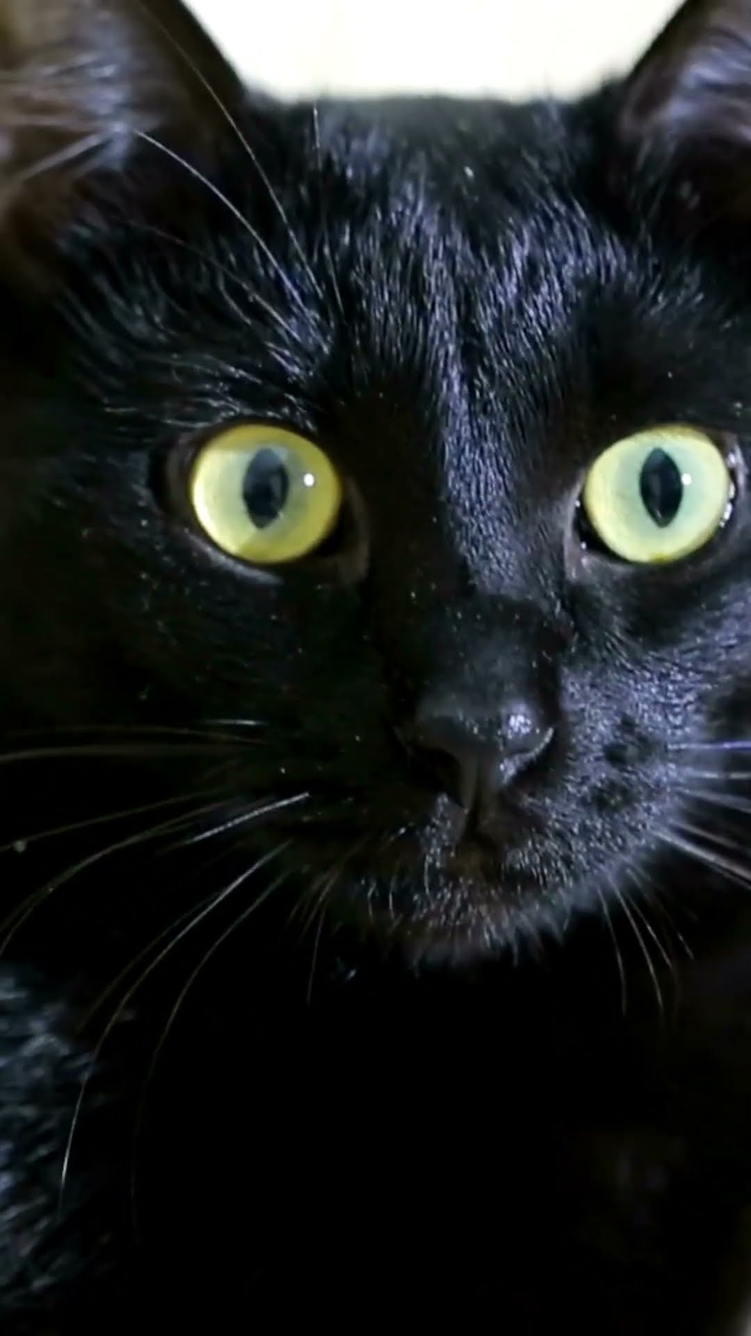 Could Cat Urine Impact Your Health Can Cat Urine Make You Sick Could Cat Urine Impact Your Health Can Cat Urine Make You Sick