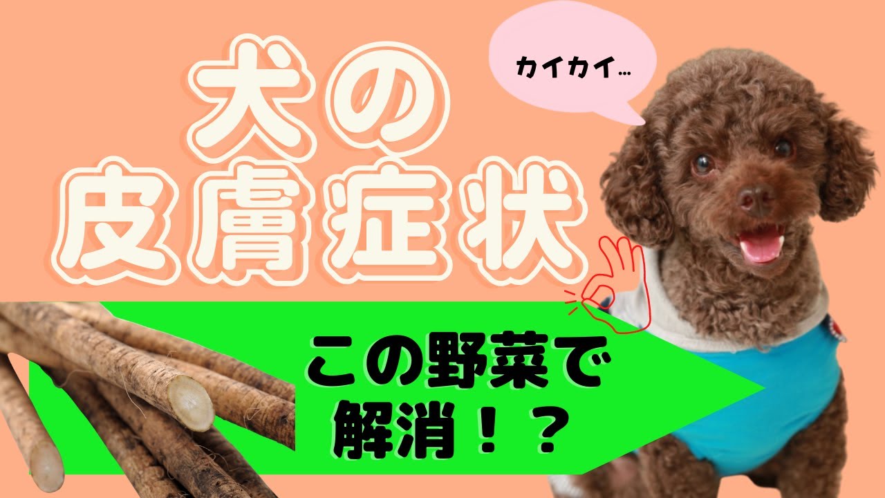 犬の皮膚炎に困ったら。おうちで出来る自然療法コレがおすすめ！アレルギー皮膚炎にもOK！