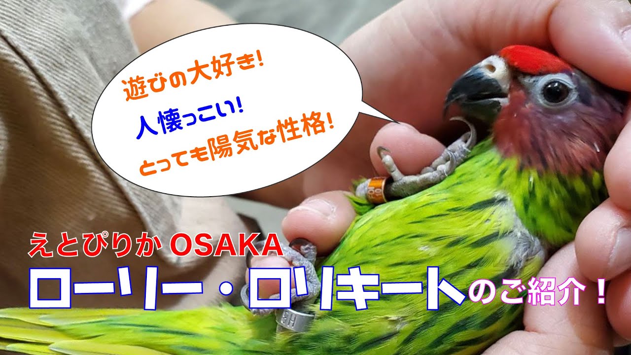えとぴりかosaka カラフル パワフル なインコのご紹介 ローリー ロリキート Youtube えとぴりかosaka カラフル パワフル なインコのご紹介 ローリー ロリキート Youtube