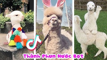 TikTok Động Vật Dễ Thương Nhất Thế Giới ❤️ Ký Sự Nuôi Lạc Đà Alpaca - Cười Sặc Màn Phun Nước Bọt #9