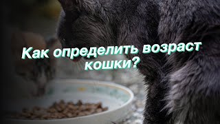 Как определить возраст кошки?