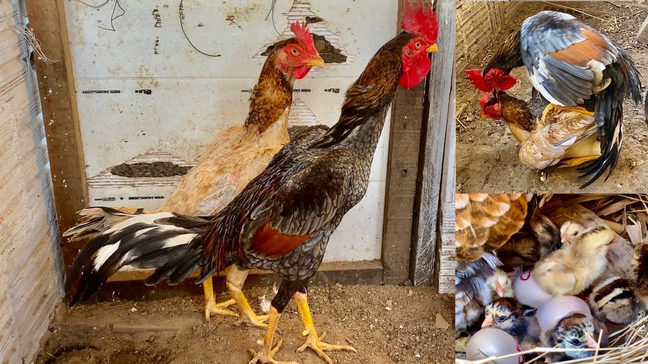 NASCERAM OS FILHOS DO GALO BODY INGLÊS PUBO / VEJAM QUE MARAVILHA!!!