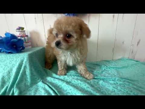 堺市のペットショップのトイプードルペットNo.250309の子犬動画サムネイル