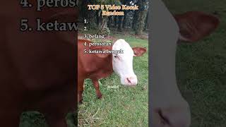 TOP 5 Video Kocak Random