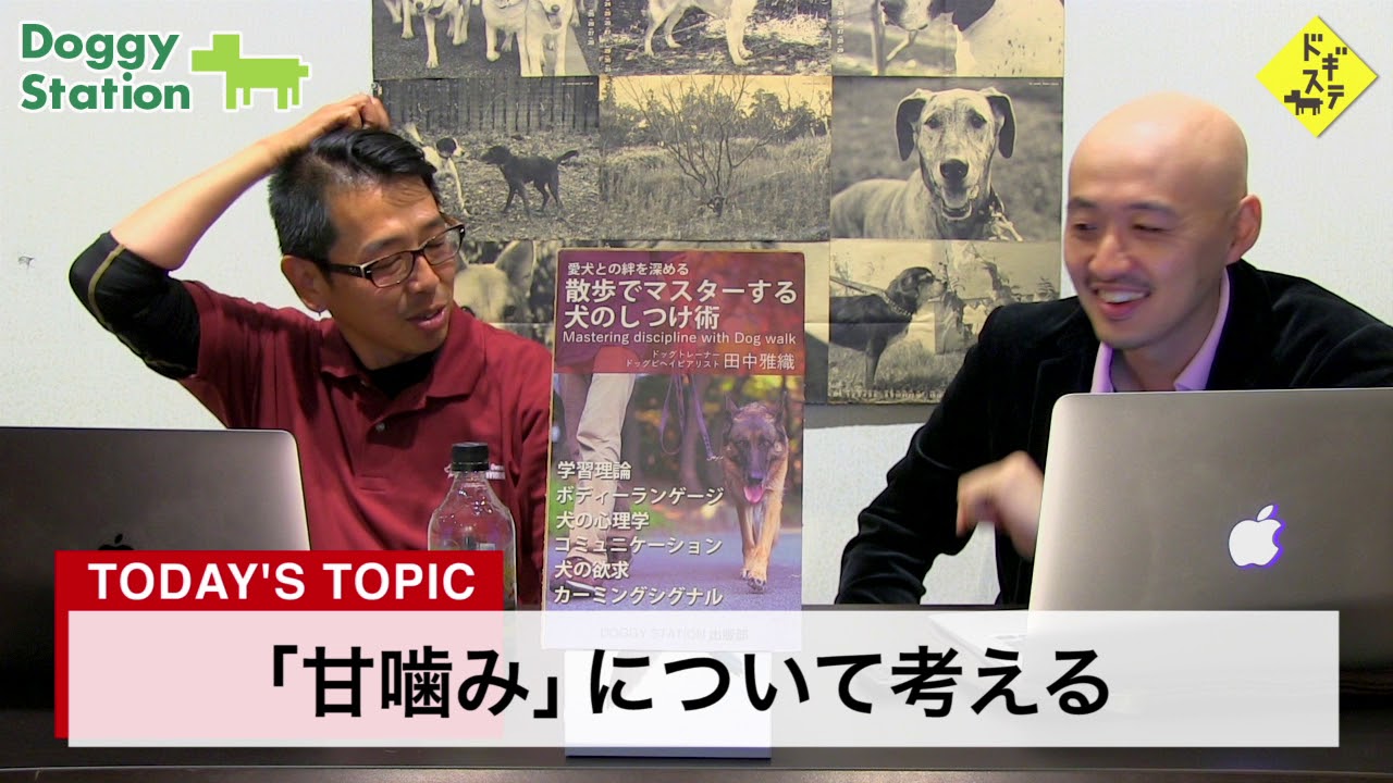 犬の甘噛みについて Doggy Station Vol 106 犬のしつけ 問題行動 犬の心理学 犬の行動学 ドッグトレーナー ドッグビヘイビアリスト Youtube