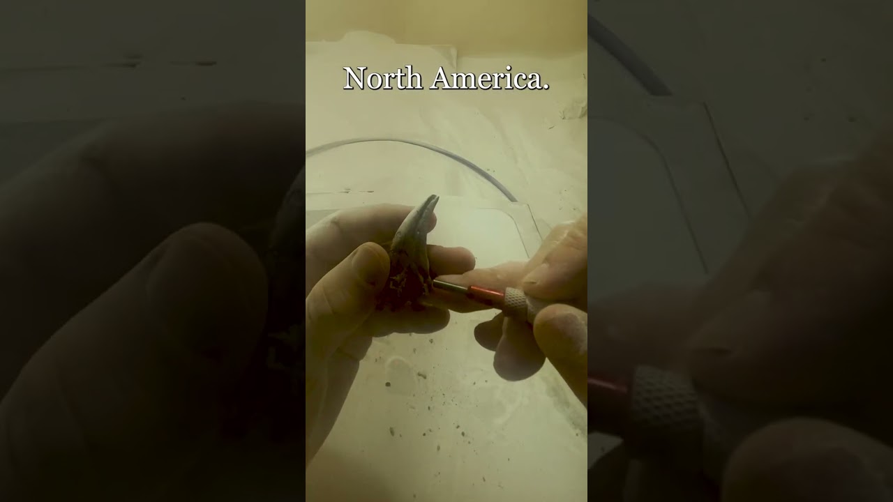 Anzu Wyliei foot claw! full fossil prep!