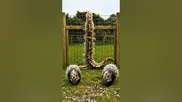 Porcupines Fought Back! Giant Python Fell After Brutal Defense | #Porcupine #GiantPython #Wildlife