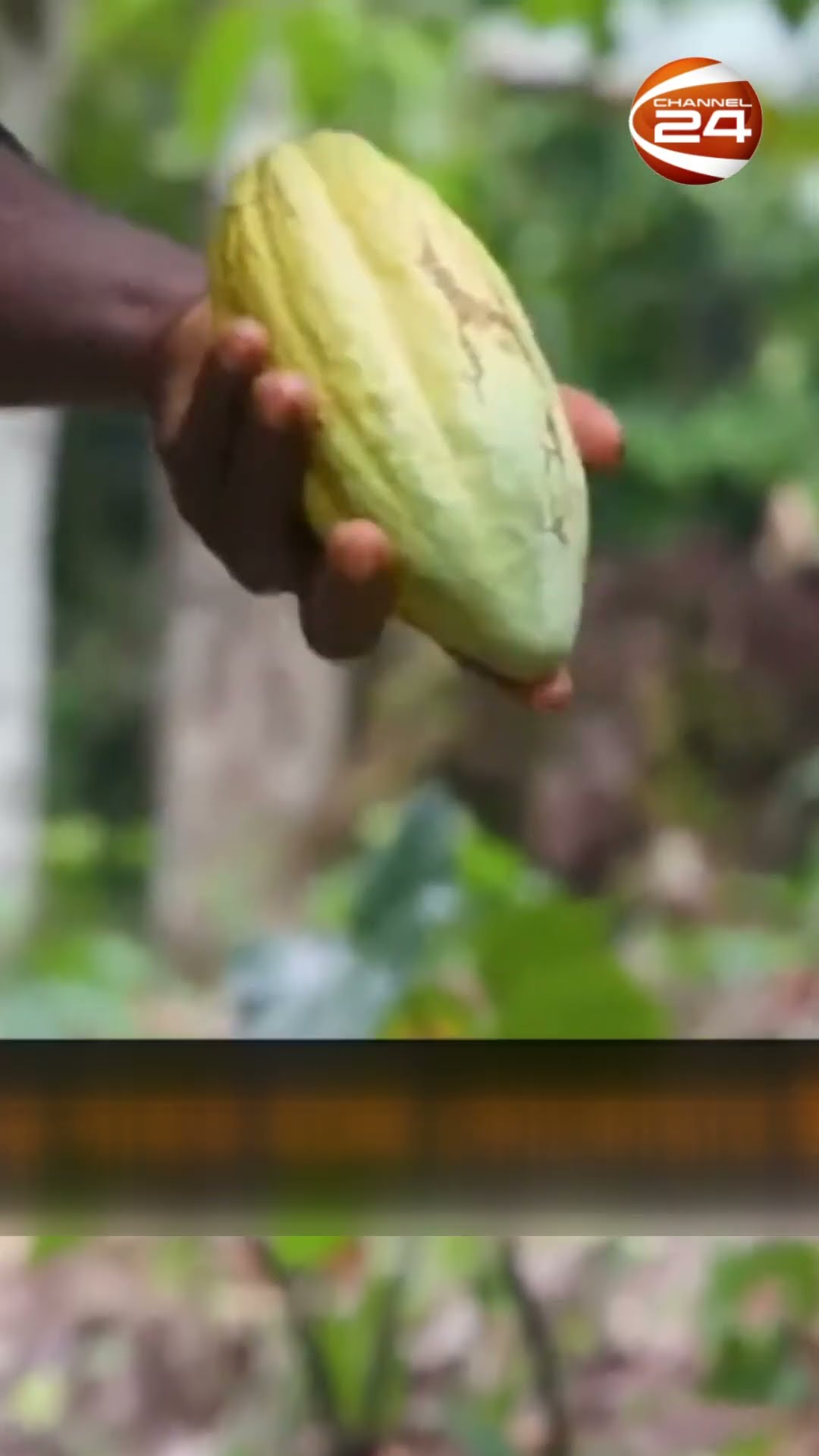 বিশ্ব জুড়ে ব্যহত হচ্ছে কোকোয়ার উৎপাদন #cocoa #production #disrupted #world #Channel24