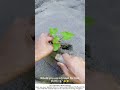 Farmer Buries Saplings in Mud with Trowel – A Traditional Planting Method 🌱🪣
