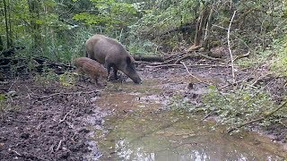 Vie du sanglier et marécage d'été !