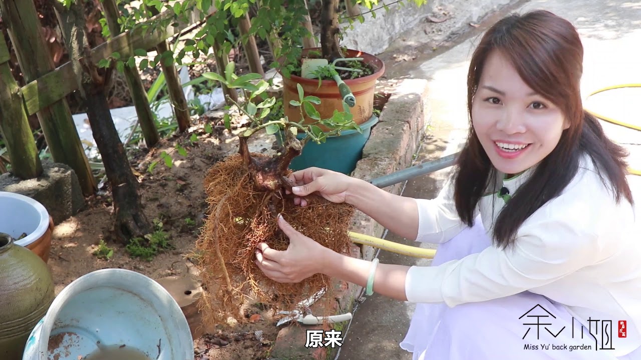 慌乱无章的金豆桩，经过大刀阔斧的修剪，变成一棵漂亮的矮霸盆景