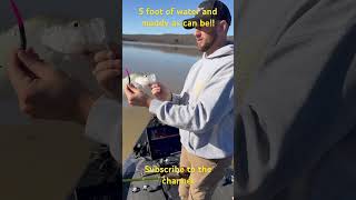 Shallow and dirty #crappie #crappiefishing #bassfishing #fishing #freshwaterfishing