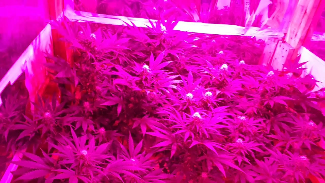 Critical Orange Punch - Seguiniento SROG #2