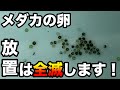 メダカの卵はほったらかしでも孵化するのか?めだかの卵を放置するメリットデメリット
