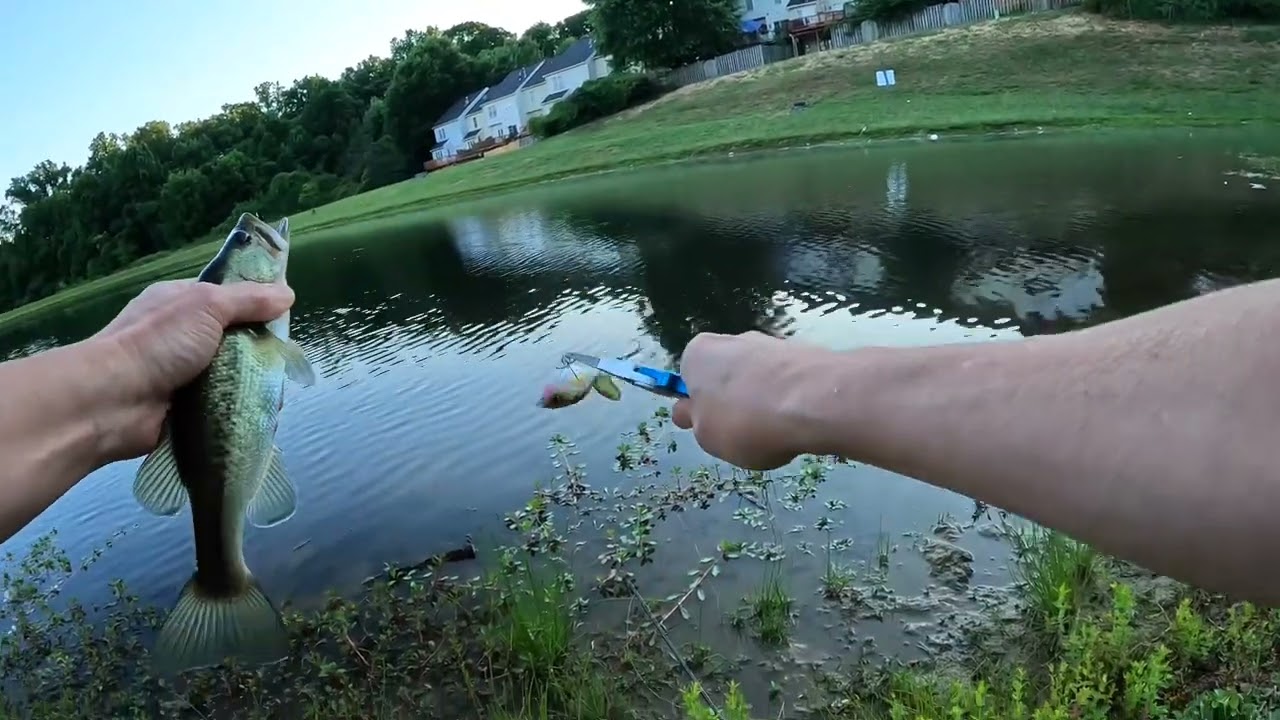 Evening Pond Topwater Whopper Plopper Bass Fishing