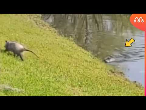 O GAMBÁ ENCONTROU A MORTE SEM SABER