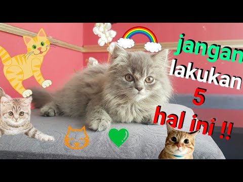 Video: Cara Memelihara Anak Kucing Inggris