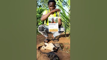 please 🙏 save my baby 🙏 please Gofundme link in the bio #goviral #supportme #cats