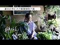 夏のお気に入り観葉植物7選
