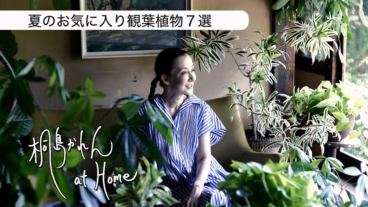 夏のお気に入り観葉植物7選