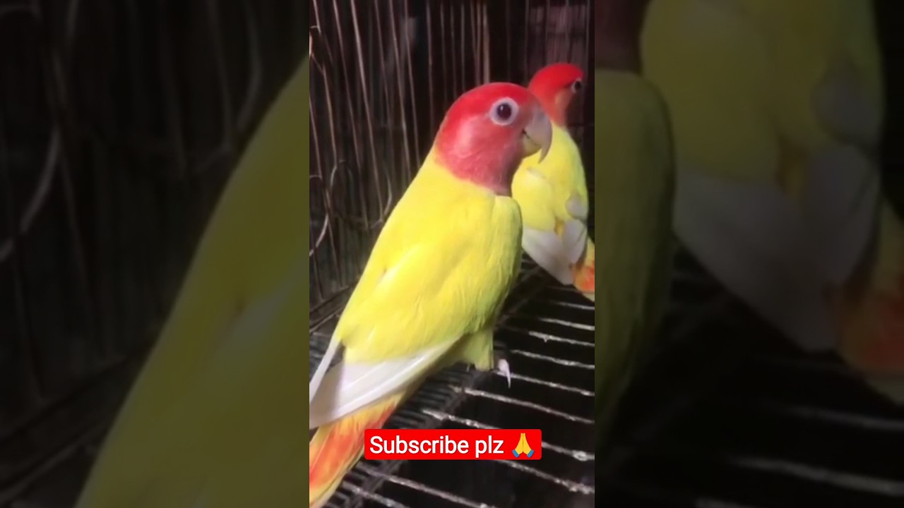 Read head opaline love bird ❤️❤️❤️🇧🇩