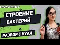 ЕГЭ Биология 2020 | Строение бактерий