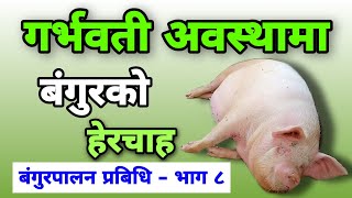 गर्भवती अवस्थामा बंगुरकाे हेरचाह । Care Tips  For Pregnant Pig । AgroDev Nepal